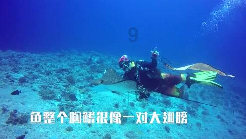 小企鹅逃生