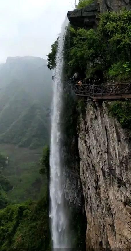 拯救毛茸茸男人